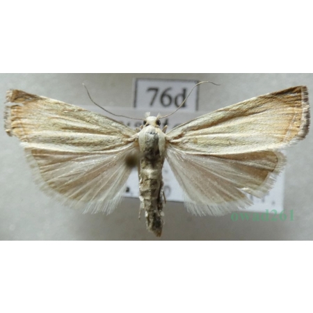 Chrysoteuchia culmella (Linnaeus, 1758) Wachlarzyk ździeblaczek Czech76d